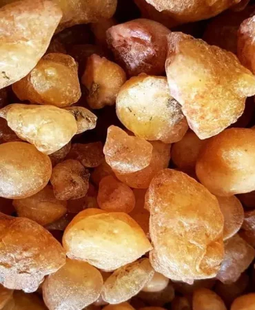 Çam Sakızı Patnosta Doğal Şifa ve Kültürel Değer