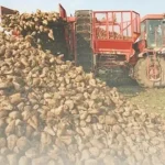 Ağrıda şeker pancarı alım fiyatı artırıldı üretici sevindi