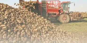 Ağrıda şeker pancarı alım fiyatı artırıldı üretici sevindi