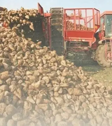 Ağrıda şeker pancarı alım fiyatı artırıldı üretici sevindi