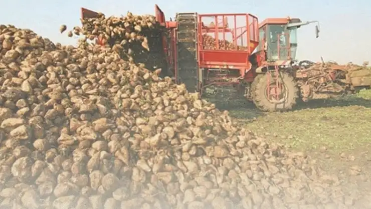 Ağrıda şeker pancarı alım fiyatı artırıldı üretici sevindi