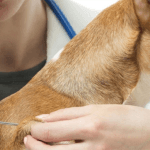 Sahipli köpek kayıt ve aşısı Mikroçip ile güvenli kimlik