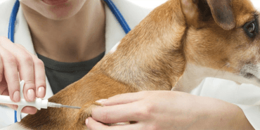 Sahipli köpek kayıt ve aşısı Mikroçip ile güvenli kimlik