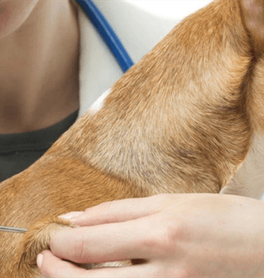 Sahipli köpek kayıt ve aşısı Mikroçip ile güvenli kimlik