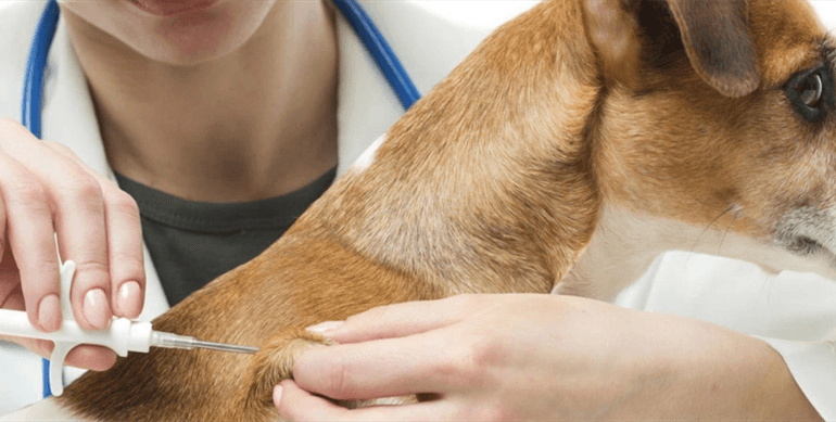 Sahipli köpek kayıt ve aşısı Mikroçip ile güvenli kimlik