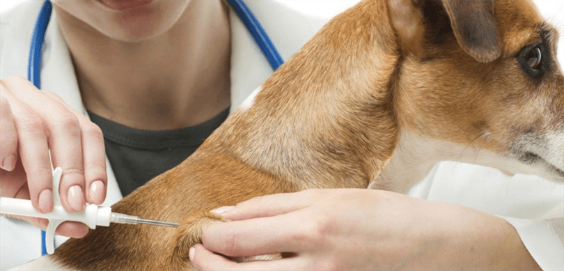 Sahipli köpek kayıt ve aşısı Mikroçip ile güvenli kimlik