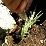 Dağ Sakızı Ağrı'da Sonbahar Şifası İçin Doğal Çözüm