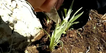 Dağ Sakızı Ağrı'da Sonbahar Şifası İçin Doğal Çözüm