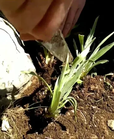 Dağ Sakızı Ağrıda Sonbahar Şifası İçin Doğal Çözüm