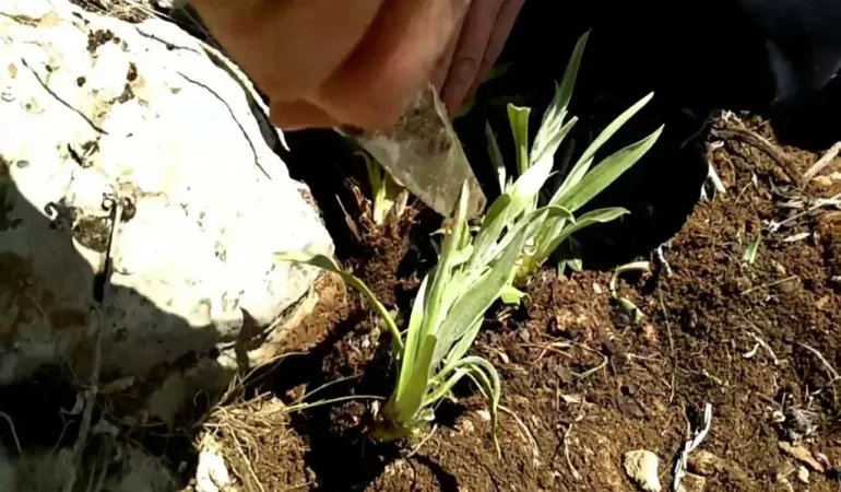 Dağ Sakızı Ağrı’da Sonbahar Şifası İçin Doğal Çözüm